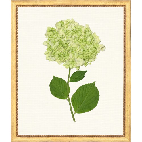 TLC- HYDRANGEA 13  20 X 24